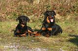 BEAUCERON - ADULTS and PUPPIES 070